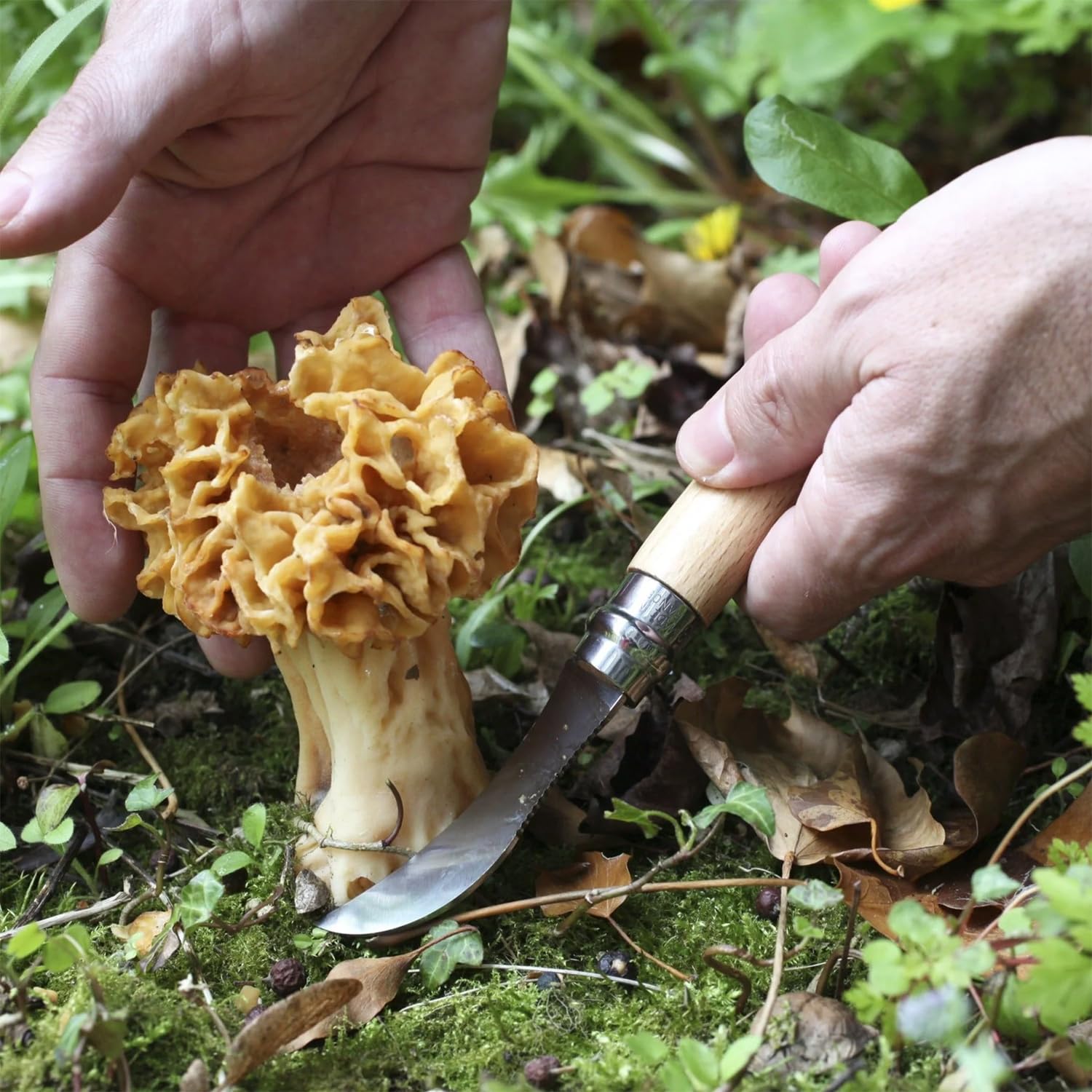 opinel-no-08-mushroom-knife-curved-sandvik-steel-blade-beechwood-handle-with-int image 4