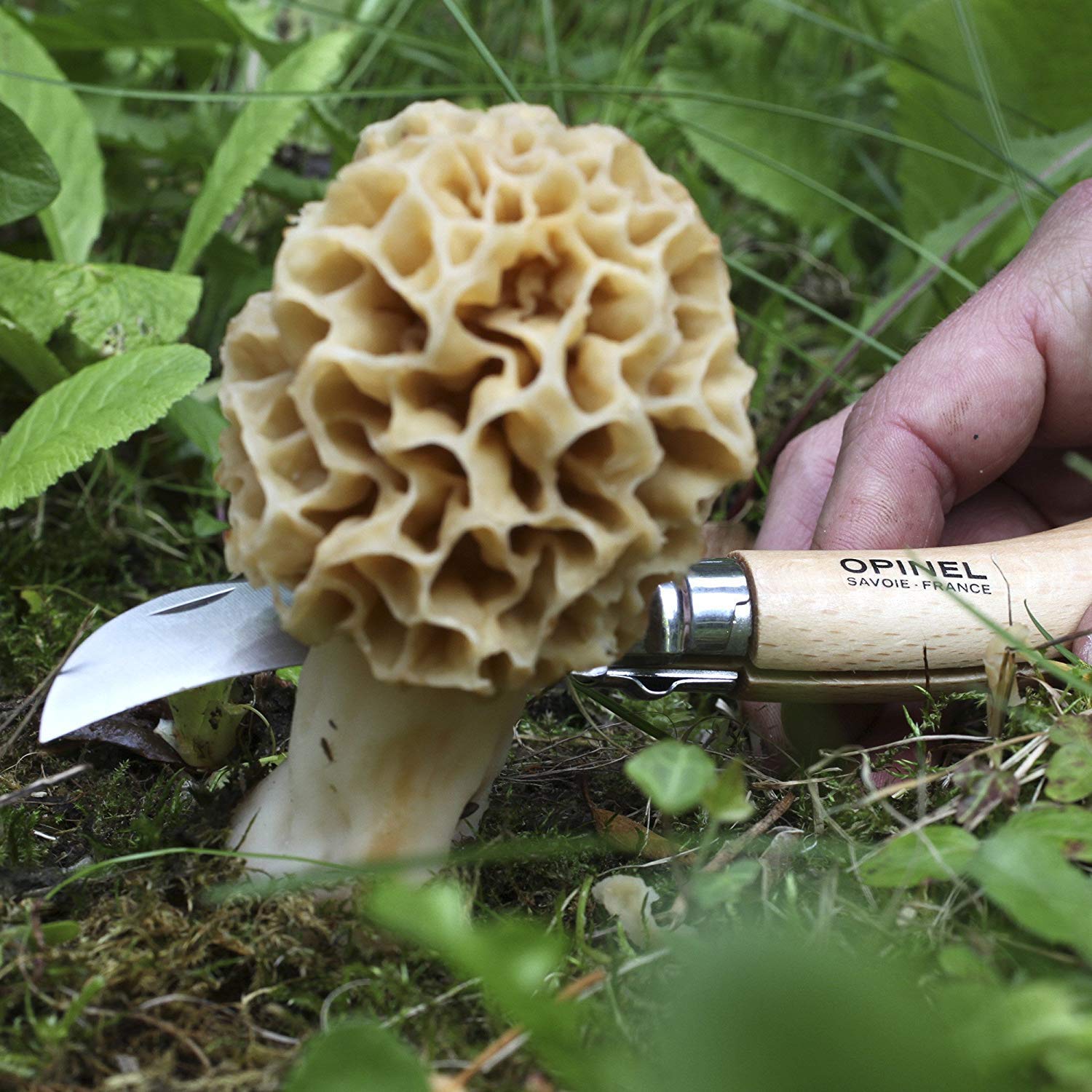 opinel-no-8-mushroom-folding-knife-with-brush-sheath-in-wooden-gift-box-foraging image 7