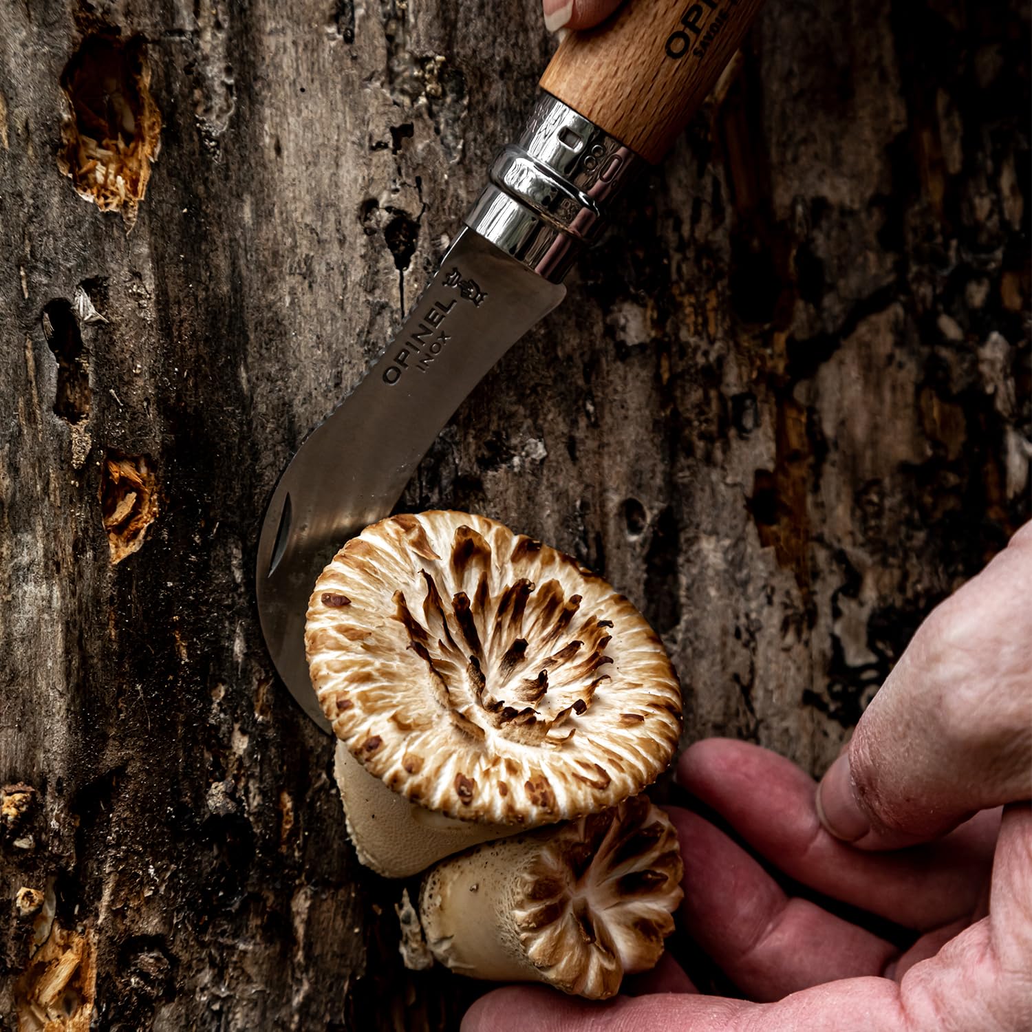 opinel-no-8-mushroom-folding-knife-with-brush-sheath-in-wooden-gift-box-foraging image 3